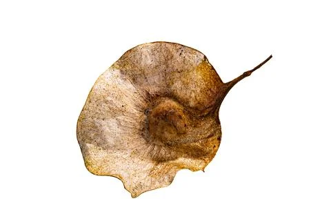 Single seed of Pterocarpus macrocarpus isolated on white background . Stock Photos