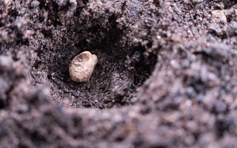 Single seed of spinach seeded in soil Stock Photos