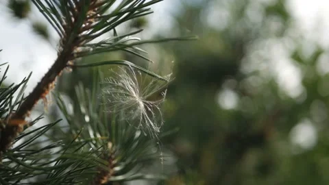 Single seed of thistle swaying in the wind Stock Footage 137198136