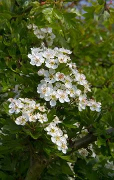 Single-seeded Hawthorn in spring Stock Photos