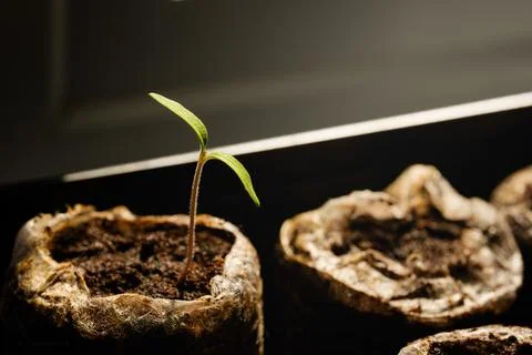 Single Seedling Sprout Macro, Early Growth Soil Indoor Gardening Concept Stock Photos