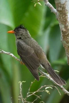 Single Seychelles bulbul endemic bird on branch, Mahe, Seychelles  9 Stock Photos