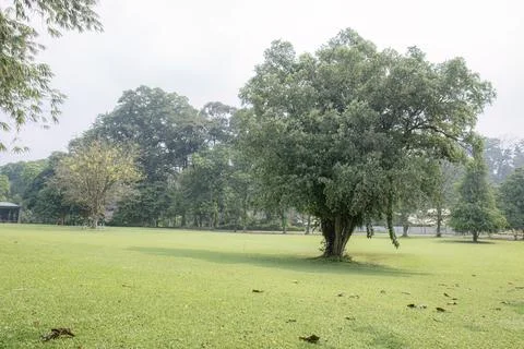 Single Shade Tree on Open Grass Field Stock Photos