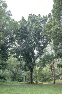 Single Shade Tree on a Peaceful Park Lawn. Stock Photos