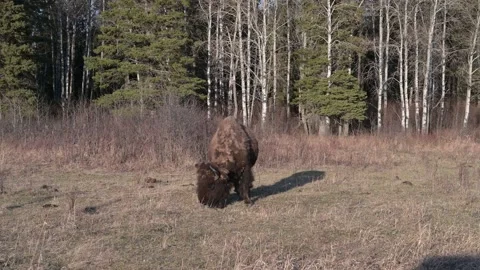 As single shaggy looking bison is feeding on spring grass in the evening light. Stock Footage 153849037