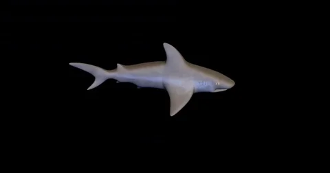 Single shark swimming on black background.  Includes black and white alpha matte Stock Footage 79174571