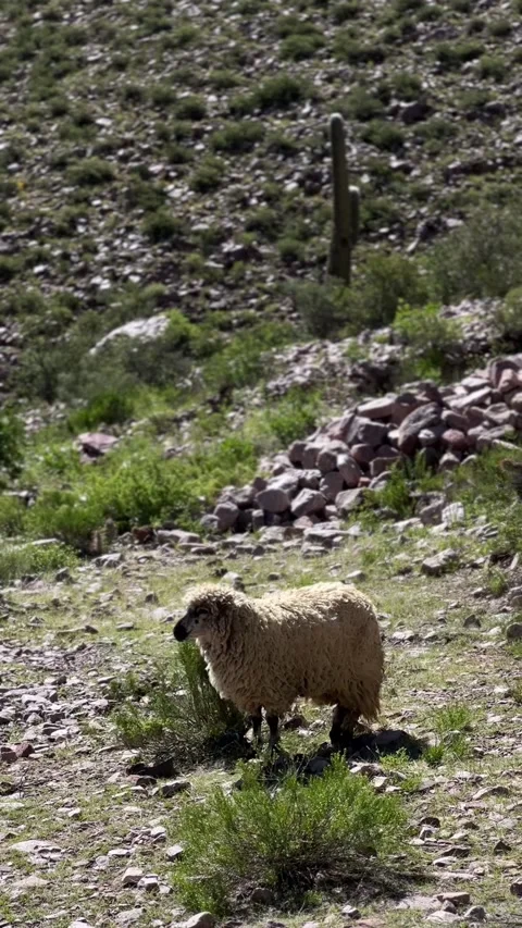 Single sheep chewing on rocky slope with Andes mountains in background Stock Footage 305014950