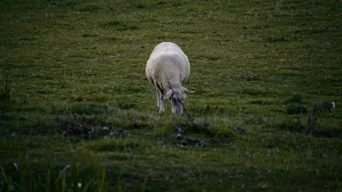 Single sheep grazing alone in green meadow during soft sunset light Stockbeeldmateriaal 329319896