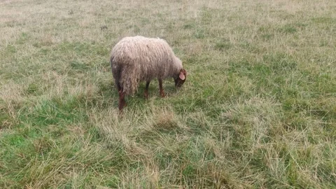 Single sheep grazing grass Stock Footage