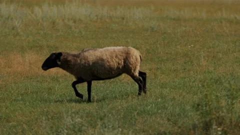 Single sheep has strayed from herd and is running across pasture towards fence Vidéo 317227459