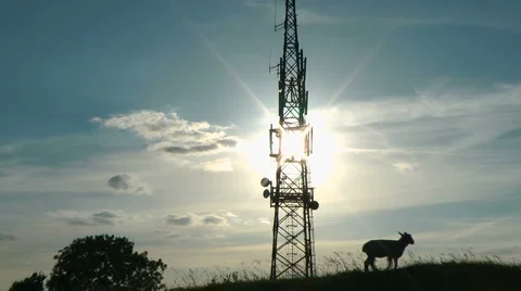 Single sheep at sunset Video stock 6565089