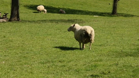 Single sheep in theforeground  in a  field Stock Footage 50014576