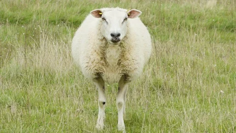 A single sheep walks and eats in a green field, stops after a short while, Stock-Footage 123651066