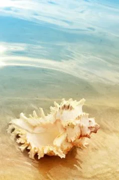 Single shell on the beach, seashell on the sand Stock Photos