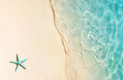 Single shell on the beach, seashell on the sand Foto stock