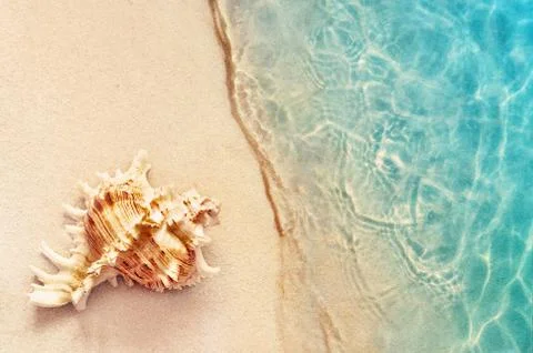 Single shell on the beach, seashell on the sand Stock Photos