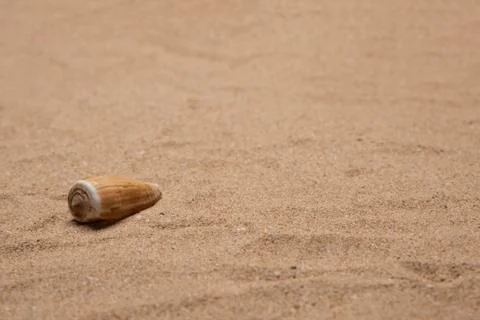 Single shell resting on very fine sand Stock Photos