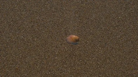 Single shell on the shore Stock Footage 123523223