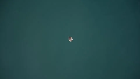 Single Shell on Still Water 库存影片 334884267