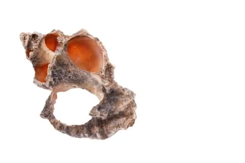 The single shell on the white background cut Stock-Fotos