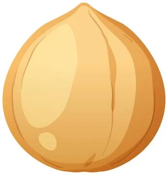Single Shelled Hazelnut Vector Illustration Isolated on White Background Illustrazione stock