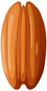 Single Shelled Pecan Nut Vector Illustration on White Background Stock Illustration