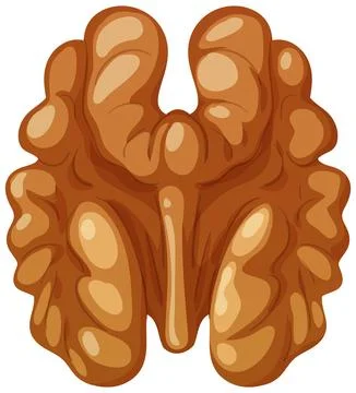 Single Shelled Walnut Kernel Vector Illustration on White Background Stock Illustration