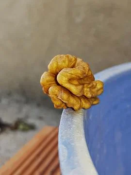 A single shelled walnut showcasing its intricate texture and shape Stockfoto's