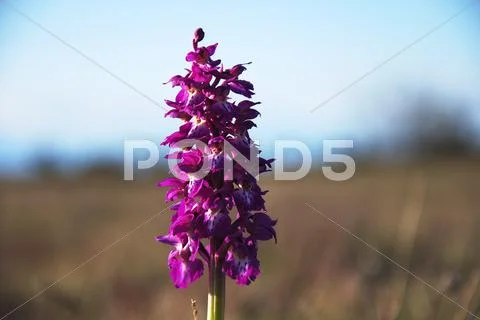 Single shiny flower in focus Stock Photos