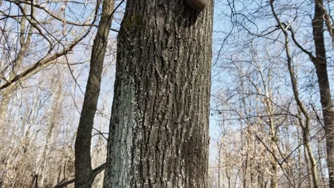 Single shoe boot hanging from tree trunk in forest, low-angle pedestal up Stock Footage 278915302
