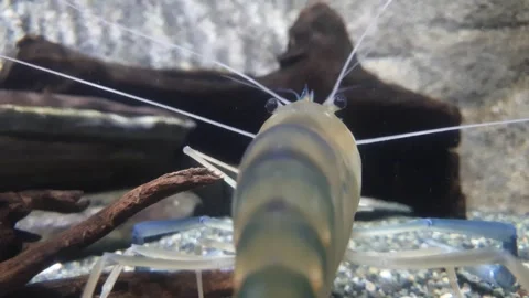 Single shrimp resting on the bottom of a clear freshwater tank. Stock Footage 241376594