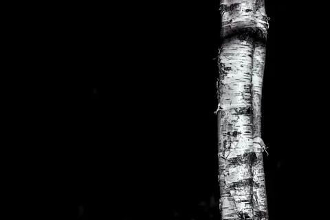 Single silver birch in sunlight with black background.Monochrome image Stock Photos