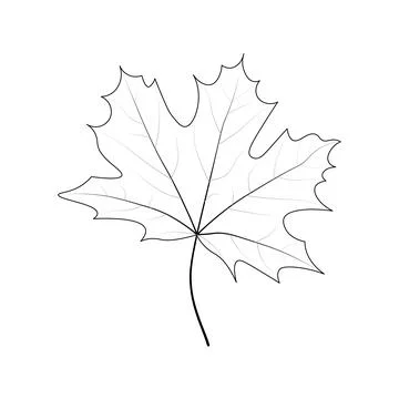 Single simple Marple leaf outline. Coloring page for kids. Autumn, Spring, Su Stock Illustration