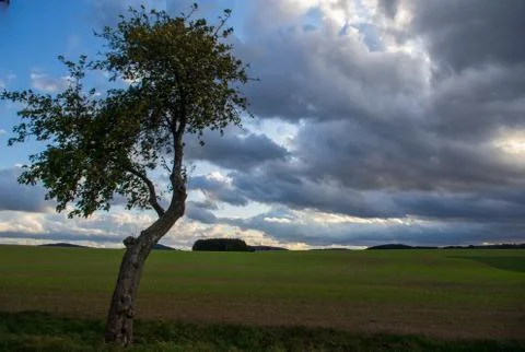 Single slant tree in the field in front of cloud sky Stock Photos