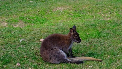 Single, small and cute kangaroo sitting on grass Stock-Footage 154178600