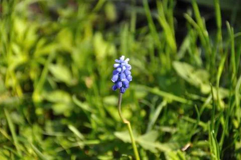 Single small blue spring flower Stock Photos