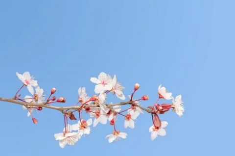 Single small branch of blooming cherry tree 스톡 사진