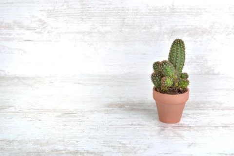 Single small cactus in terra cotta pot on a white table Stock Photos