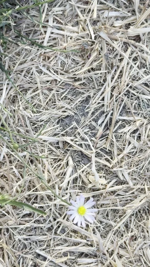 Single Small Daisy in Dry Grass Vídeo Stock 346475955