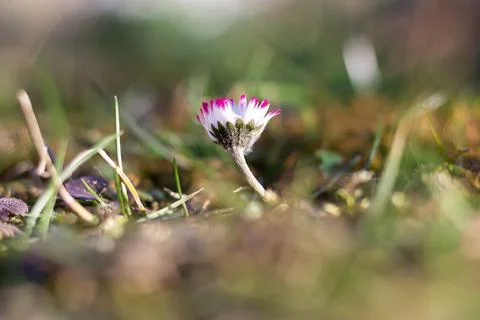 Single small daisy flower within short grass 写真素材