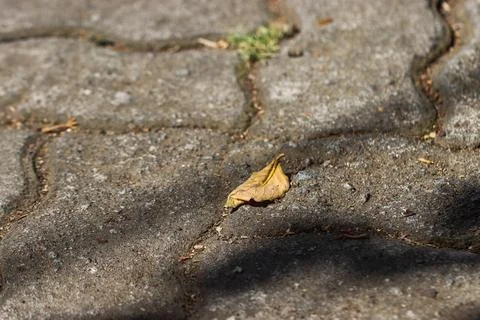 Single Small Dried Brown Leaf on Gritty Sand and Gravel Cement Floor, Close.. Stock Photos