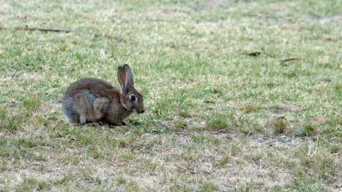 Single small eastern grey rabbit eating green grass on a parkland area in Stock-Footage 101316441