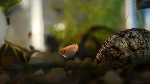 Single Small Fresh Water Fish in Tank 스톡 동영상 209166914