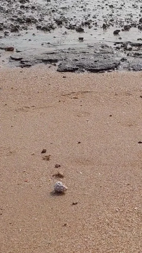 A single small hermit crab Stock Footage 336218661