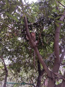 Single Small Monkey sitting on the mango tree Stock Photos