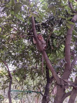 Single Small Monkey sitting on the mango tree Stock Photos