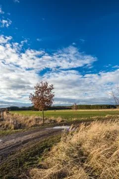 Single small oak tree with dry brown leaves next to dirty road Stock Photos
