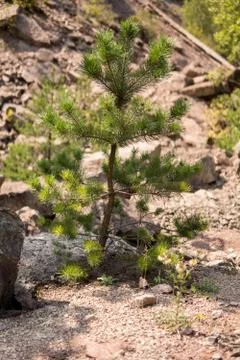 Single small pine Stock Photos