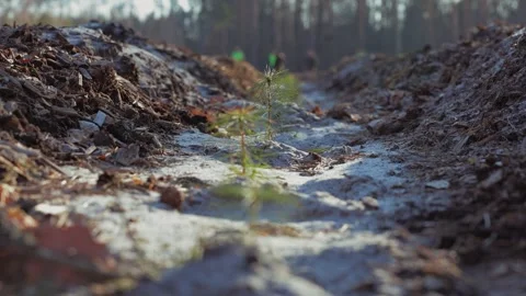 A single, small pine sapling grows in the center of a freshly prepared trench in Stock Footage 279992930