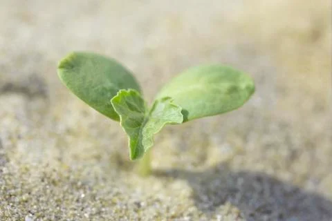 Single small plant grows on the beach on sand. Erosion concept. Dry environment. 写真素材